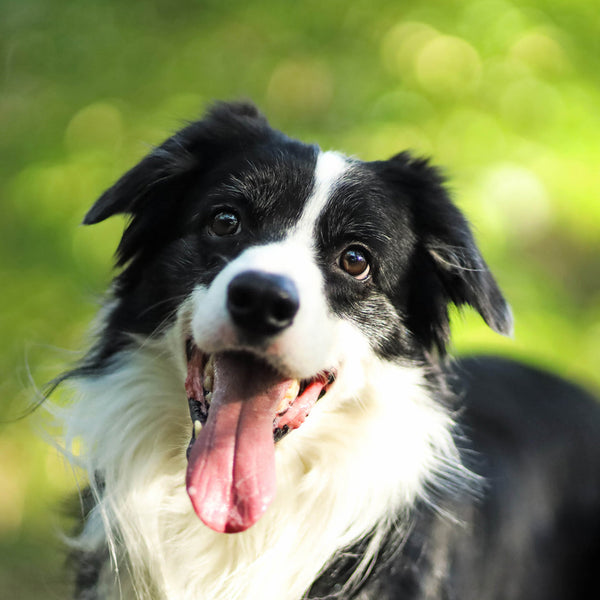 Border Collies 2026 Calendar Internal Image