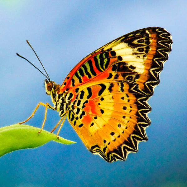 Butterflies 2026 Calendar Internal Image