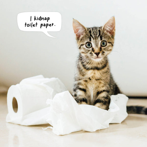 Cat Crimes 2026 Calendar Internal Image