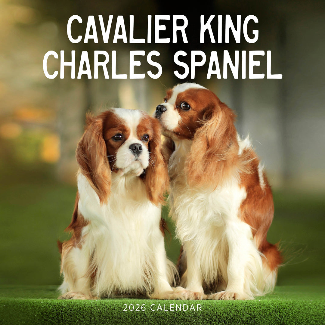 Cavalier King Charles Spaniel 2026 Calendar Cover