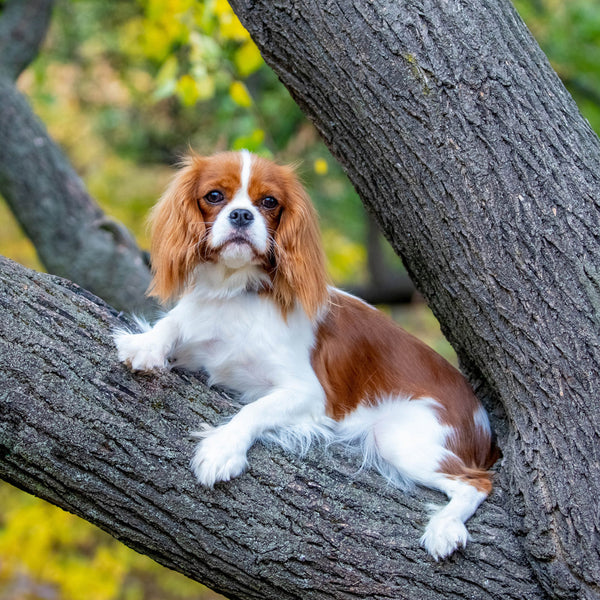 Cavalier King Charles Spaniel 2026 Calendar Internal Image