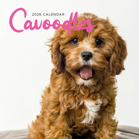 Cavoodles 2026 Calendar Cover