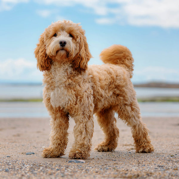 Cavoodles 2026 Calendar Internal Image