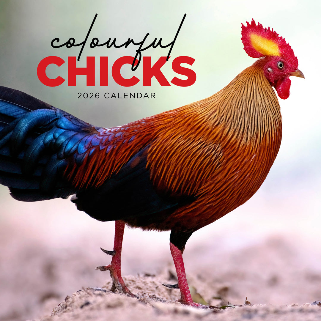 Colourful Chicks 2026 Calendar Cover