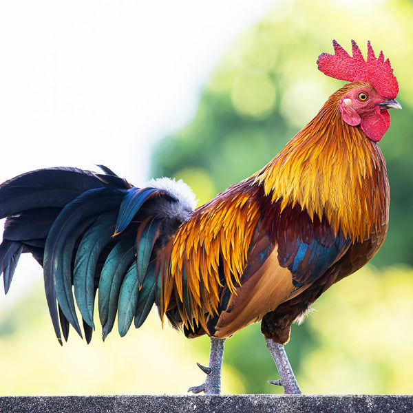Colourful Chicks 2026 Calendar Internal Image
