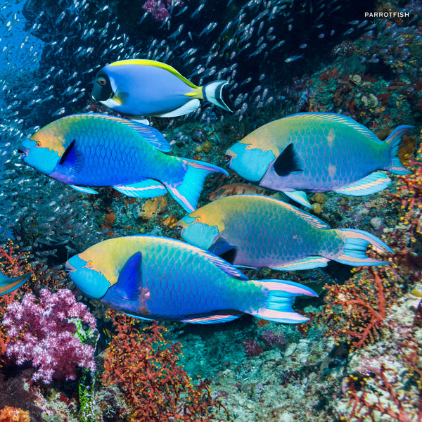 Colourful Ocean Animals 2026 Calendar Internal Image