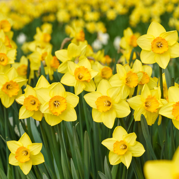 Daffodils Cancer Council 2026 Calendar Internal Image