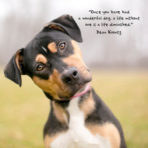 Dogs Life 2026 Calendar Internal Image