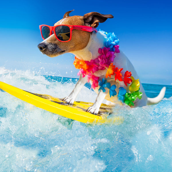 Dogs On Vacation 2026 Calendar Internal Image