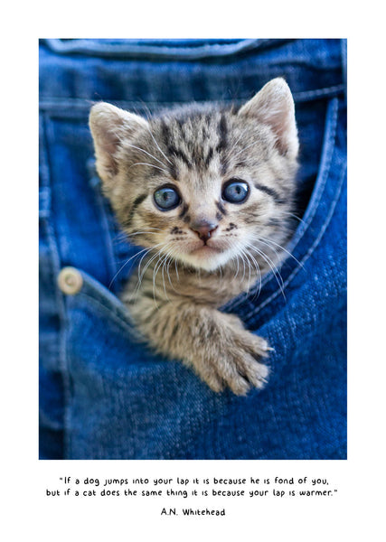Cute Kittens 2026 Diary Internal Image