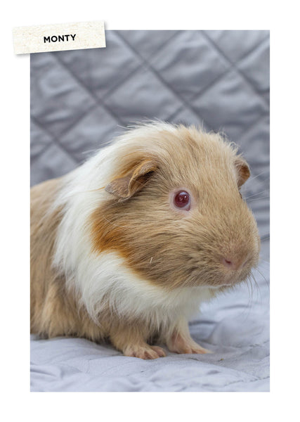 Rescue Pets 2026 Diary Internal Image