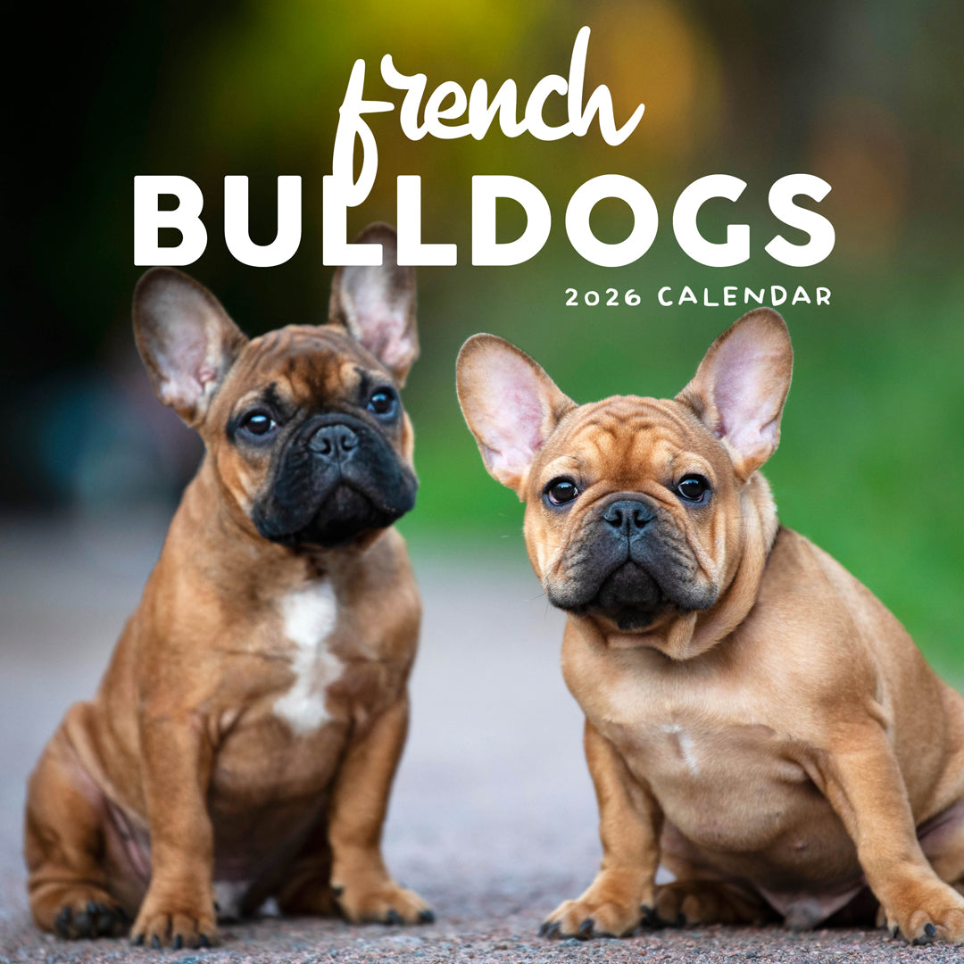 French Bulldogs 2026 Calendar Cover