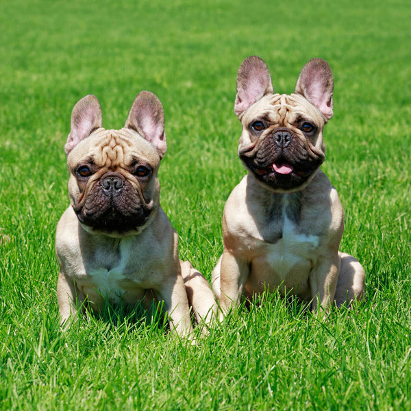 French Bulldogs 2026 Calendar Internal Image