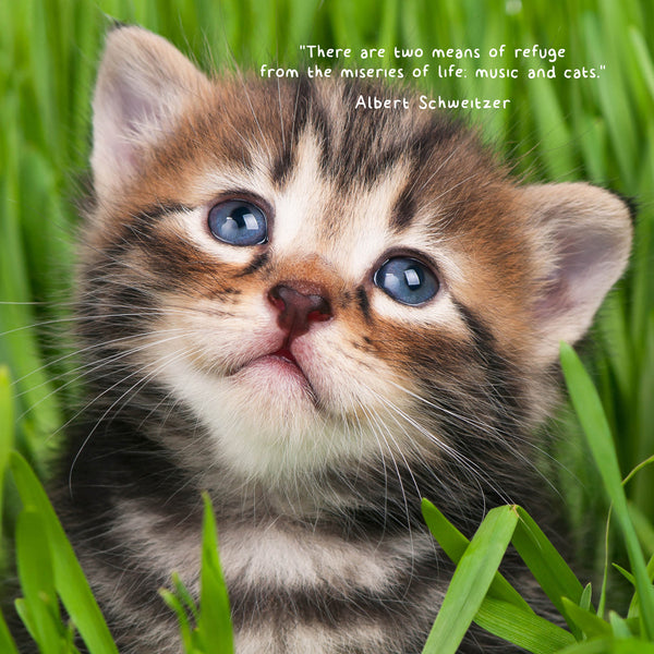 Fur Friends 2026 Calendar Internal Image