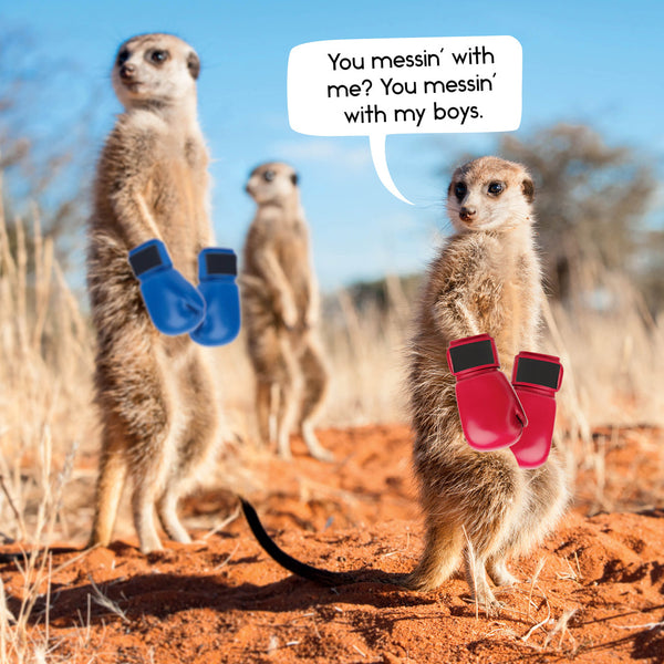 Gangs Of Meerkat Manor 2026 Calendar Internal Image