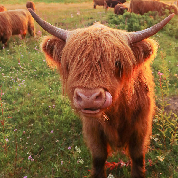Highland Cows 2026 Calendar Internal Image