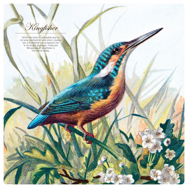 Illustrated Birds 2026 Calendar Internal Image