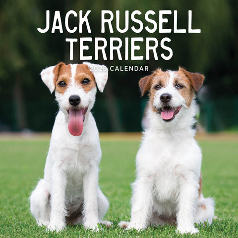 Jack Russells 2026 Calendar Cover