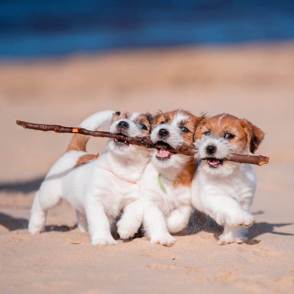 Jack Russells 2026 Calendar Internal Image