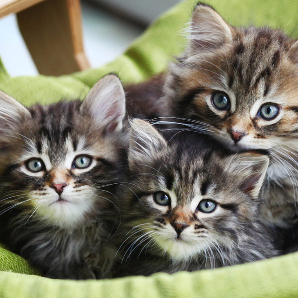 Kittens 2026 Calendar Internal Image