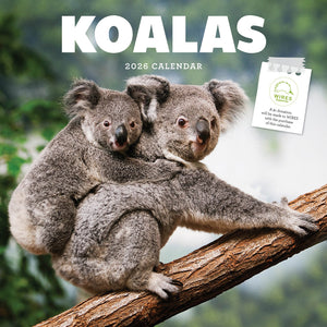 Koalas 2026 Calendar Cover