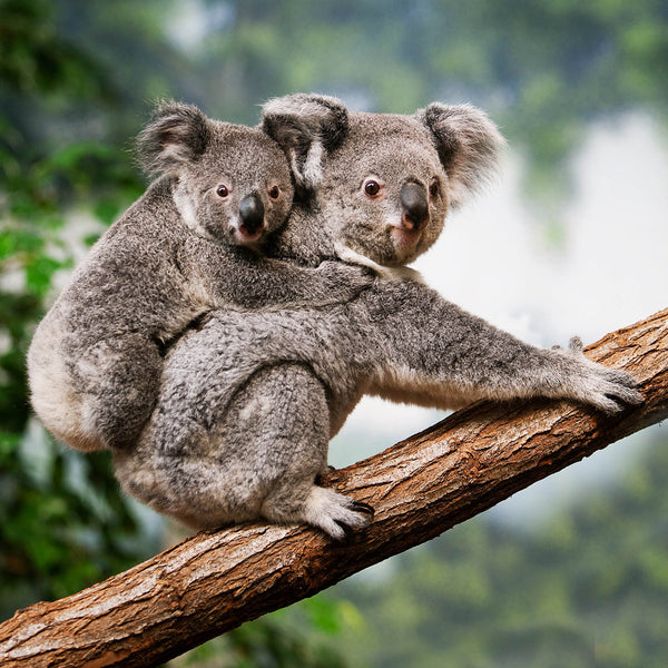 Koalas 2026 Calendar Internal Image