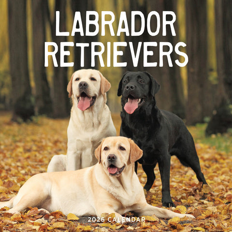 Labrador Retriever 2026 Calendar Cover