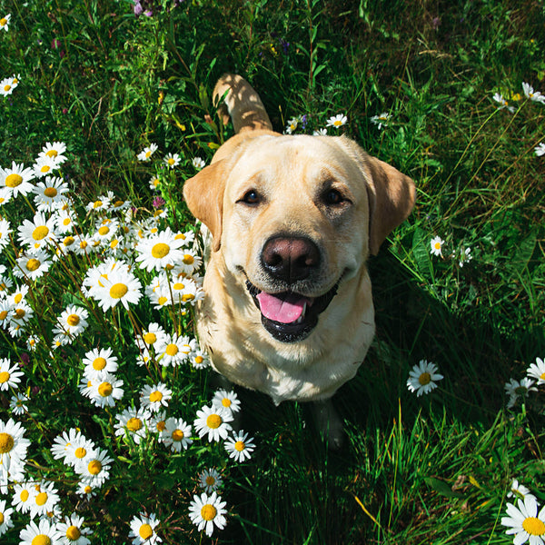 Labrador Retriever 2026 Calendar Internal Image
