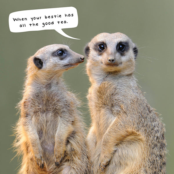 Meerkats 2026 Calendar Internal Image