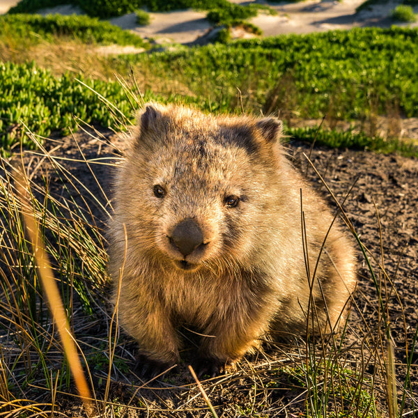 Our Australia Native Animals 2026 Calendar Internal Image