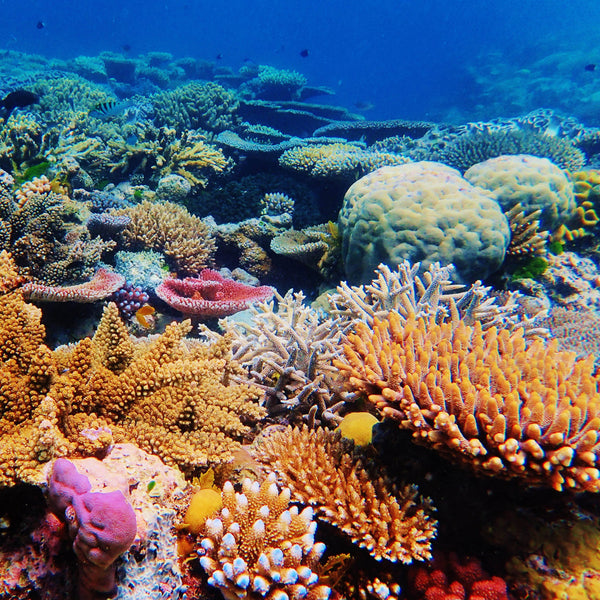 Our Australia Reefs 2026 Calendar Internal Image