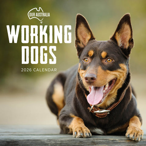 Our Australia Working Dogs 2026 Calendar Cover