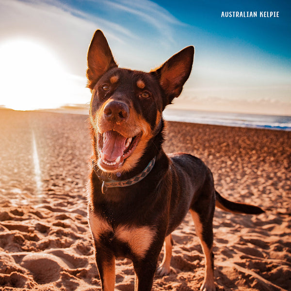 Our Australia Working Dogs 2026 Calendar Internal Image