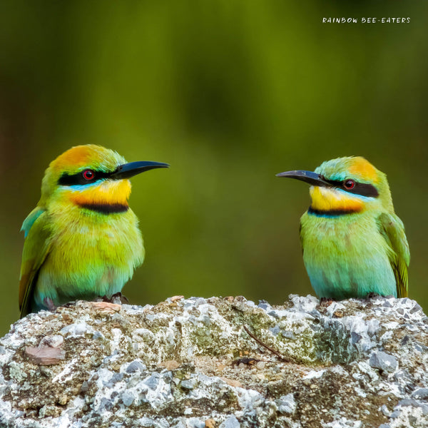 Our Australia Exotic Birds 2026 Calendar Internal Image