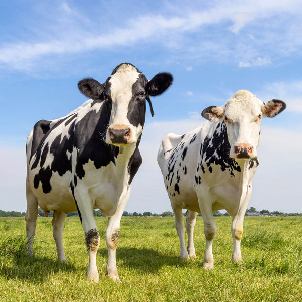 Our Australia Farm Animals 2026 Calendar Internal Image
