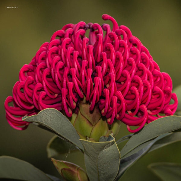Our Australia Flowers 2026 Calendar Internal Image