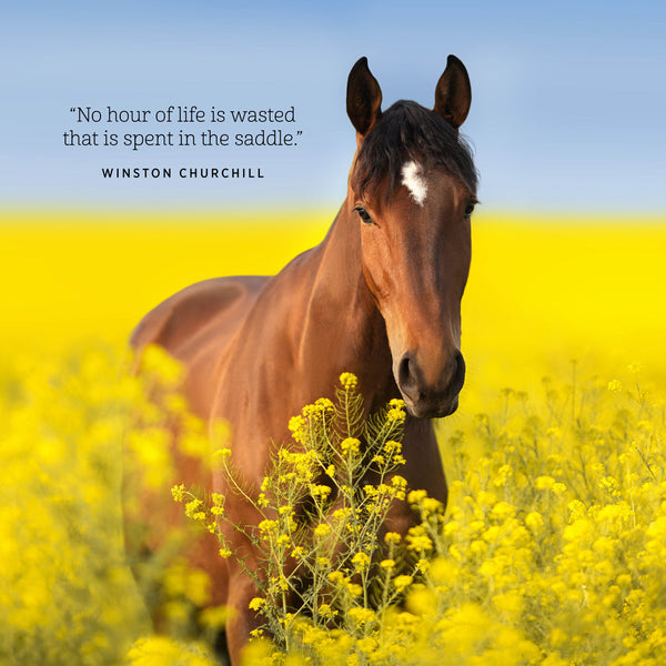 Our Australia Horses At Home 2026 Calendar Internal Image