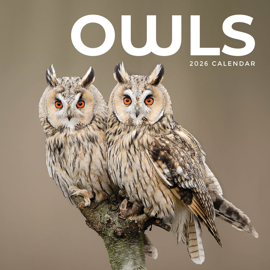 Owls 2026 Calendar Cover