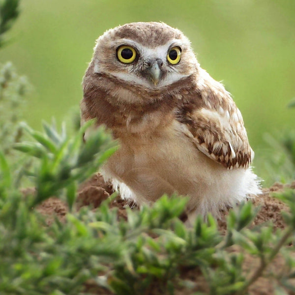 Owls 2026 Calendar Internal Image