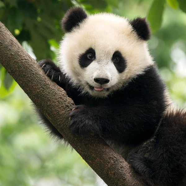Pandas 2026 Calendar Internal Image