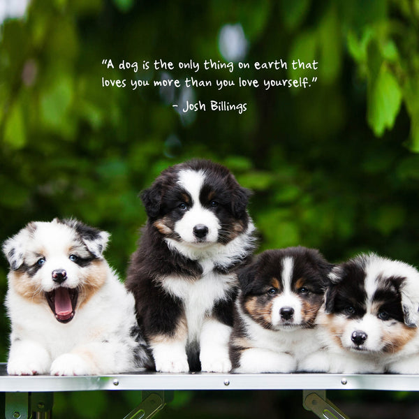 Puppies 2026 Calendar Internal Image