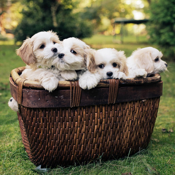 Puppies In A Pickle 2026 Calendar Internal Image