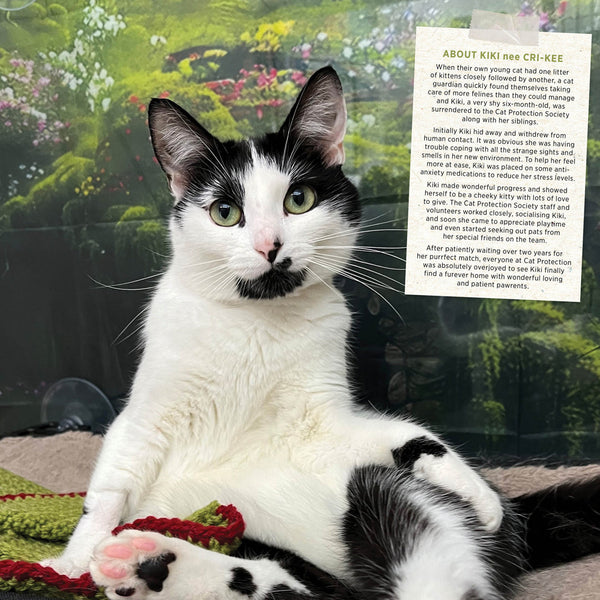 Rescue Cats 2026 Calendar Internal Image