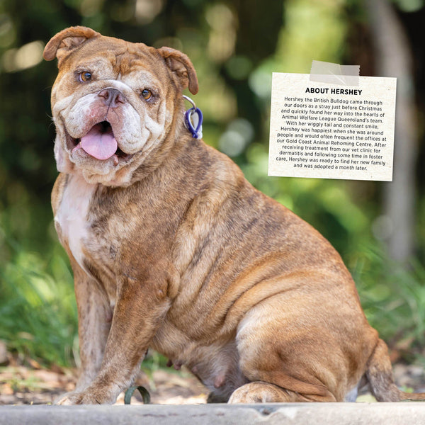 Rescue Dogs 2026 Calendar Internal Image