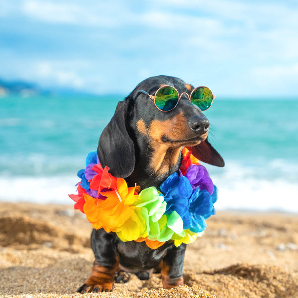 Sausage Dogs 2026 Calendar Internal Image