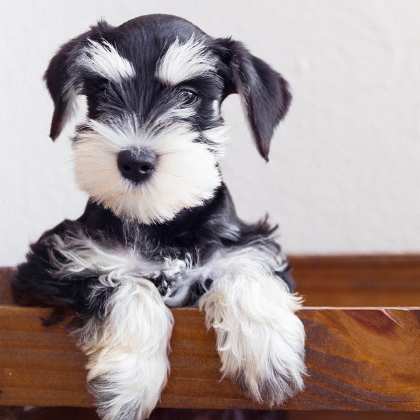 Schnauzers 2026 Calendar Internal Image