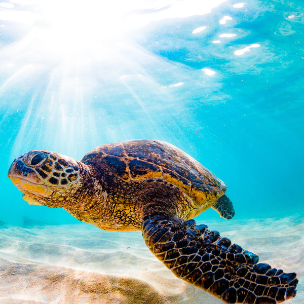 Sea Turtles 2026 Calendar Internal Image