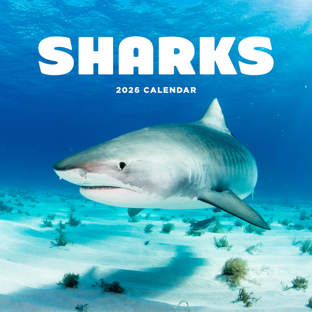 Sharks 2026 Calendar Cover