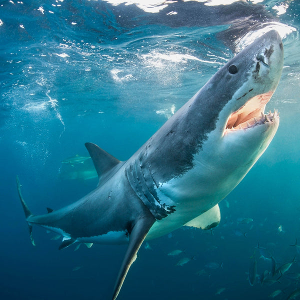 Sharks 2026 Calendar Internal Image