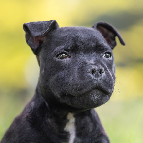 Staffordshire Bull Terriers 2026 Calendar Internal Image